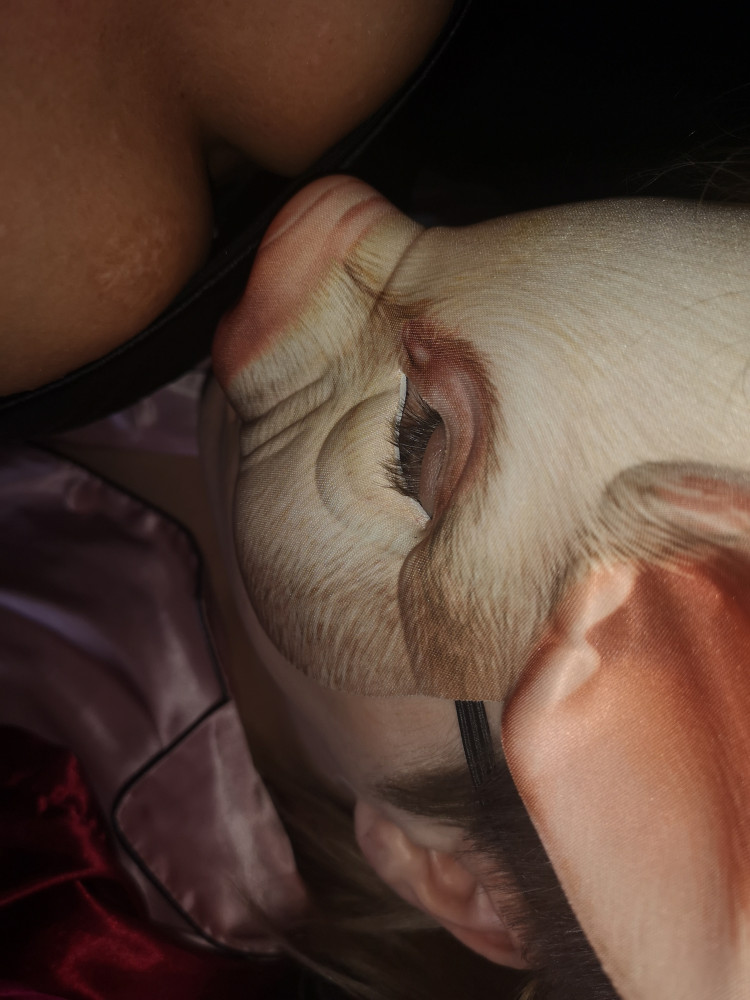 Petplay header picture